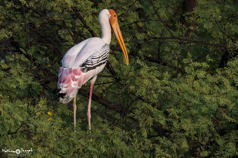 Tour di 4 giorni e 3 notti nella natura selvaggia con Agra e Delhi