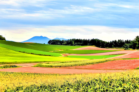 Hokkaido Summer Day Trip: Patchwork Road&Shikisai no Okas Depart from Sapporo Tokyu REI Hotel (without lunch)