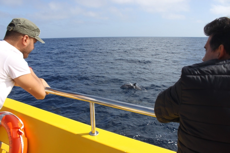 Desde Lanzarote: isla de Lobos con avistamiento de delfines