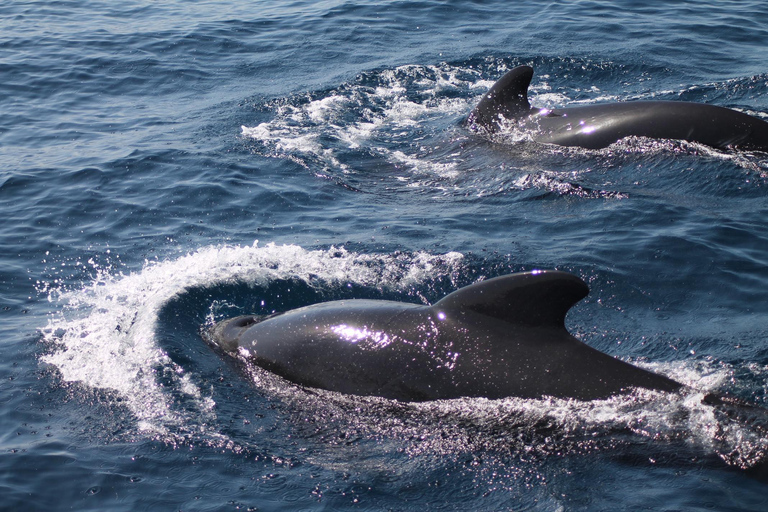 Desde la bahía de Cádiz: excursión para avistar delfines en Tarifa