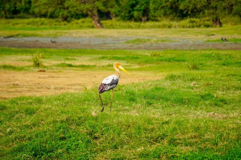 Minneriya: Private Bird Photography Tour with Guide