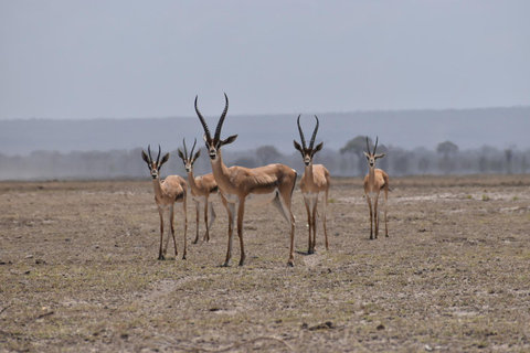 Vanuit Nairobi: 4-daagse safari naar Amboseli Tsavo West &amp; East