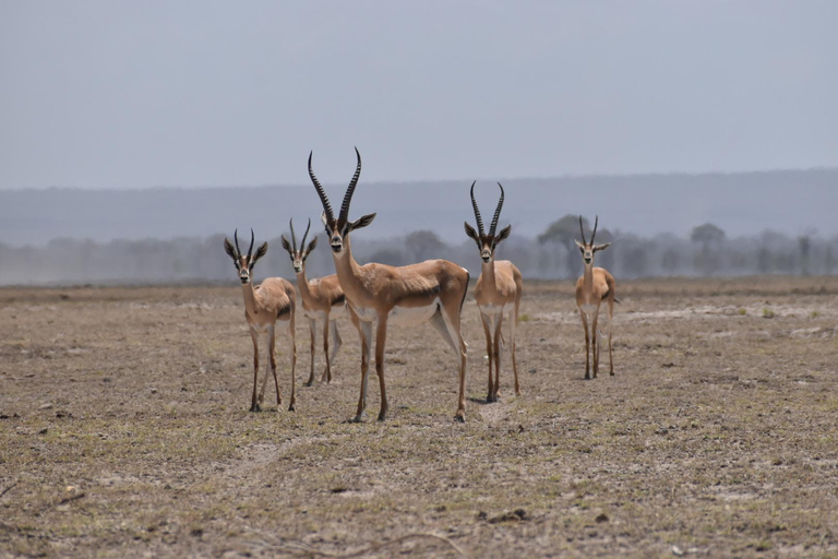 Von Nairobi: 4-tägige Safari nach Amboseli Tsavo West &amp; Ost