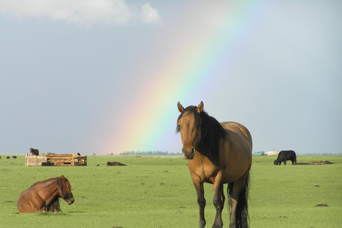 Terelj Day Tour with Lunch, horse riding & More...