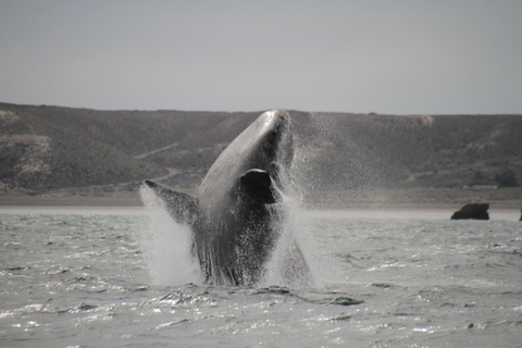 Puerto Piramides: Whale Watching Boat Trip