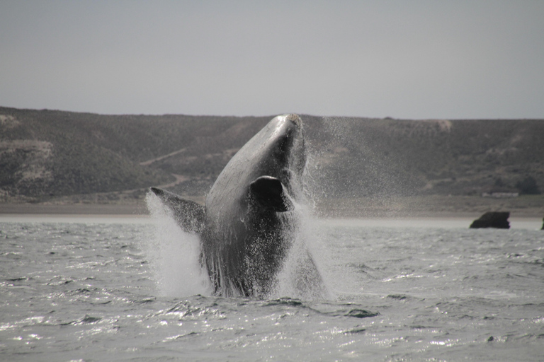 Puerto Piramides: Whale Watching Boat Trip