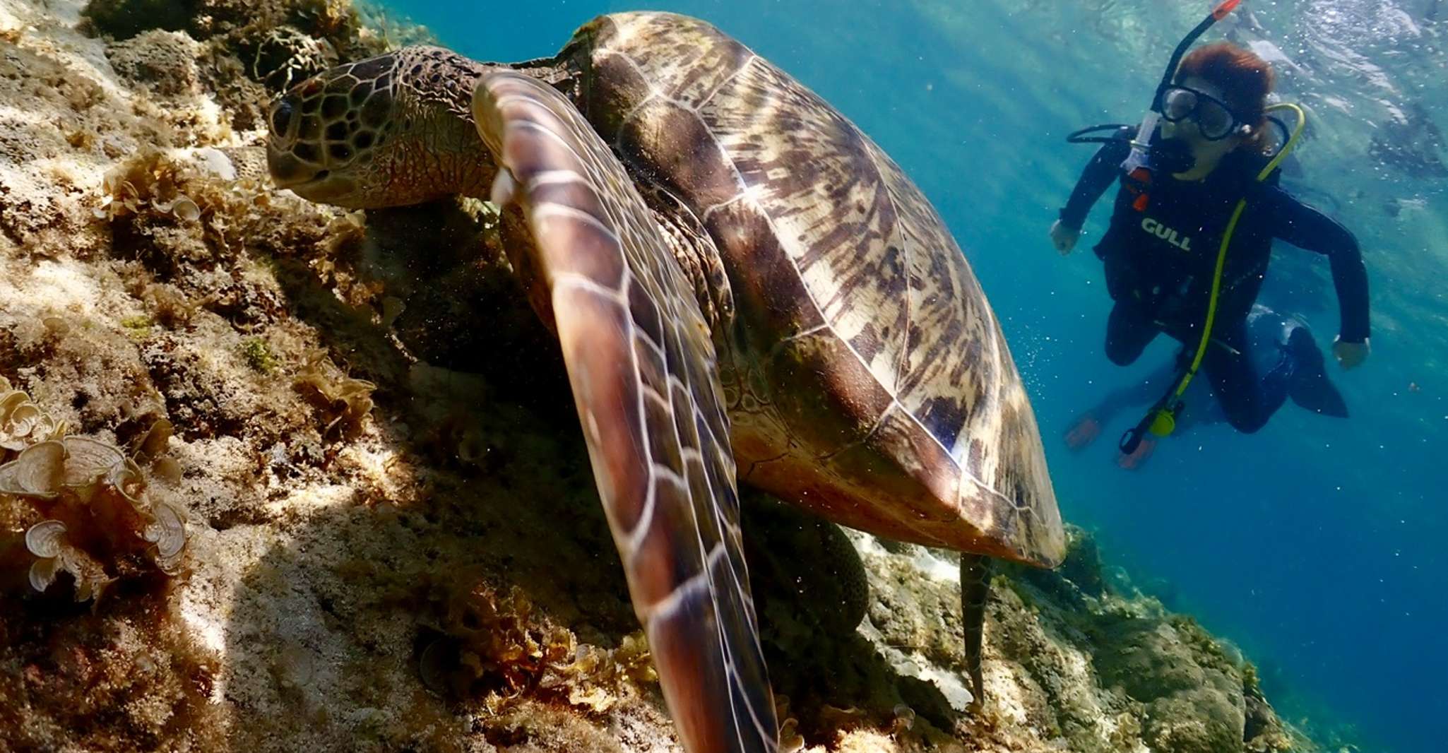 Cebu, experiencia de buceo en la isla Mactan - Hizvo