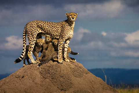 Desde Mombasa:Safari de 3 días por el Parque Nacional de Tsavo Occidental-Ngulia