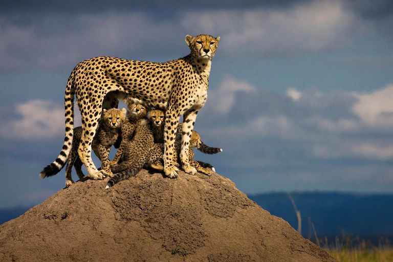 Nairobi: Safari guidato di 4 giorni ad Amboseli, Tsavo Ovest e Est