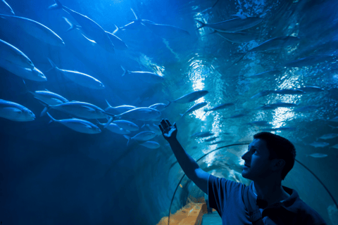 Istanbul: Aquarium Tour with Hotel Transfer Hotel Pickup & Aquarium Tour