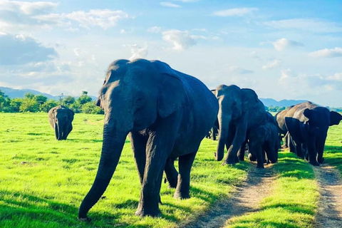 Minneriya National Park Private Safari Tour