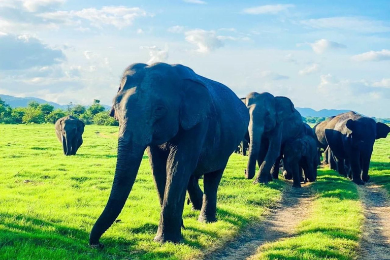 Minneriya National Park Private Safari Tour