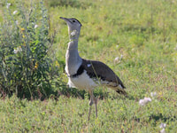 Winton, Bladensburg National Park Halb Day Tour - Housity