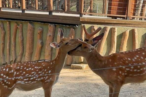 Baku: Baku Zoo Guided Tour with Hotel Pickup