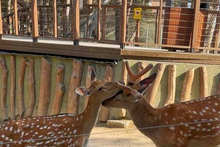 Baku: Baku Zoo Guided Tour with Hotel Pickup