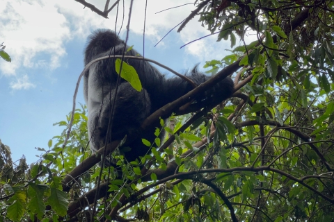 4 Tage Ruanda Wildlife Tour & Uganda Gorilla Trekking Trip