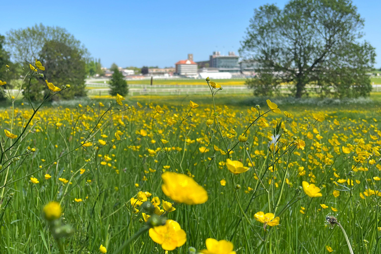 York: begeleide middeleeuwse wandeltocht in de Shambles