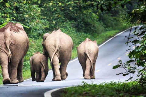 Banguecoque: Excursão a pé em pequenos grupos ao Parque Nacional de Khao YaiTour particular com serviço de busca no hotel e traslado de ida e volta