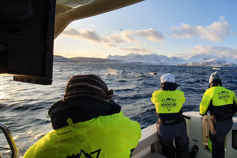 From Skjervøy: Whale Watching in a Heated Cabin Cruiser