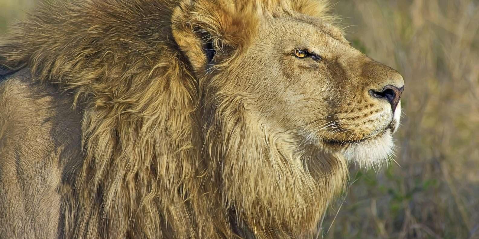 Ab Jaipur: Nahargarh Lion Safari Biopark-Tour
