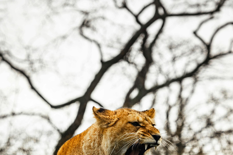 Arusha: 3-Day Tanzania Budget-Friendly Camping Safari