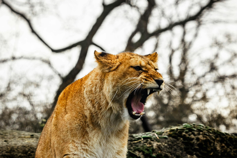 Arusha: 3-Day Tanzania Budget-Friendly Camping Safari