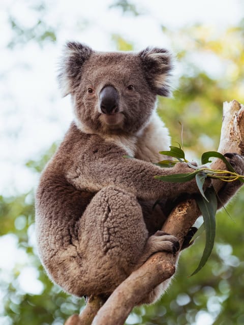 Great Ocean Road Wildlife Park Entry Ticket