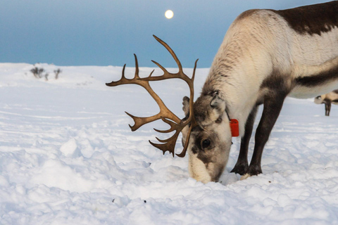 Tromsø: Exclusive Sámi Reindeer Experience with herders