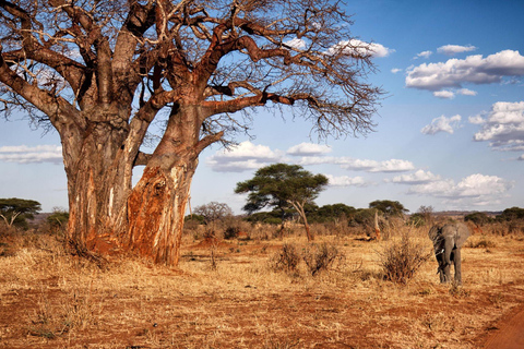 O melhor safári de 8 dias para a migração dos gnus no Serengeti