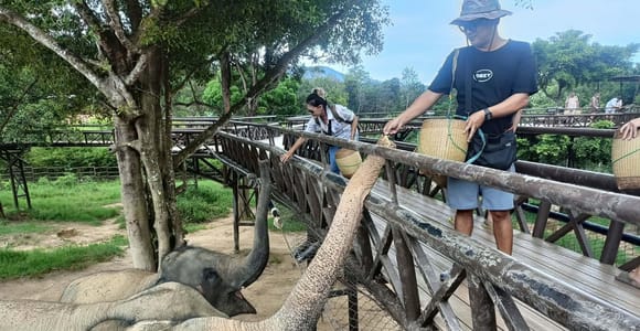 Koh Samui Highlights: Elephant Kingdom Skywalk & Temple Tour