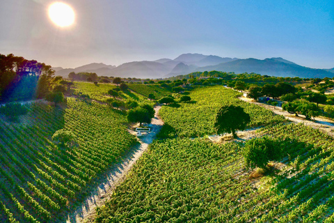 Mallorca: Wine Tasting, Vineyard Tour & Luxury Tapas