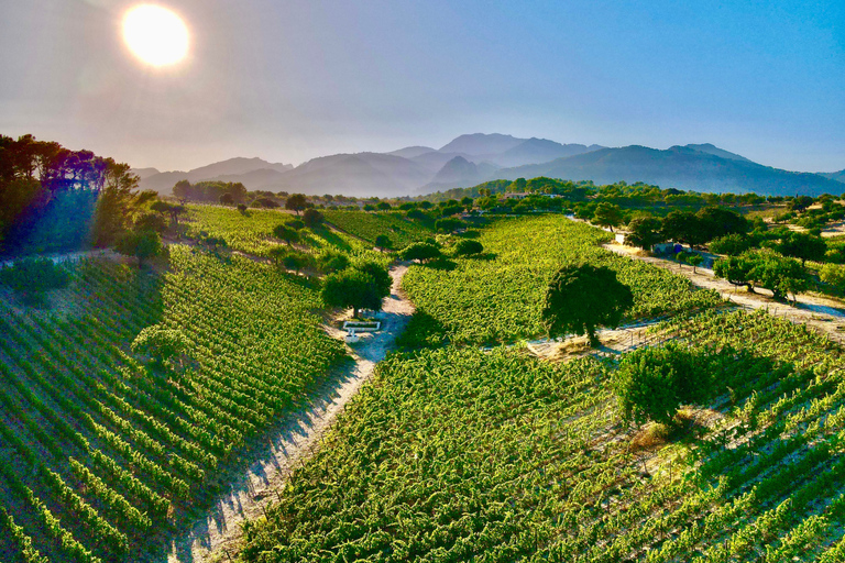 Mallorca: Wine Tasting, Vineyard Tour & Luxury Tapas