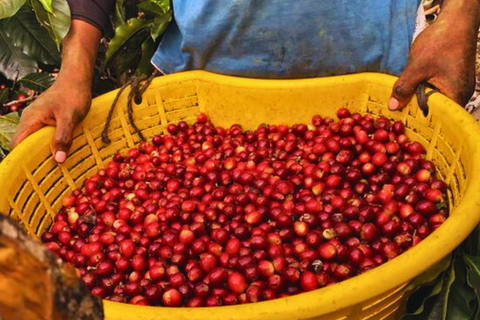 Tour de café, cacau e trekking em Minca: Natureza, cultivos e produção