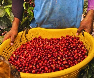Tour de café, cacau e trekking em Minca: Natureza, cultivos e produção