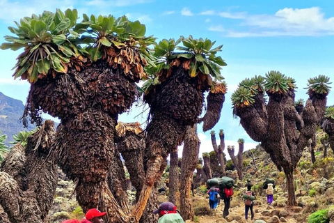 KILIMANJARO: Mt. Kilimanjaro Shira Plateau Tageswanderung