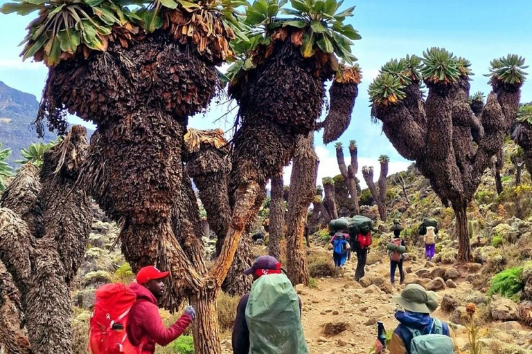 KILIMANJARO: Mt. Kilimanjaro Shira Plateau Tageswanderung