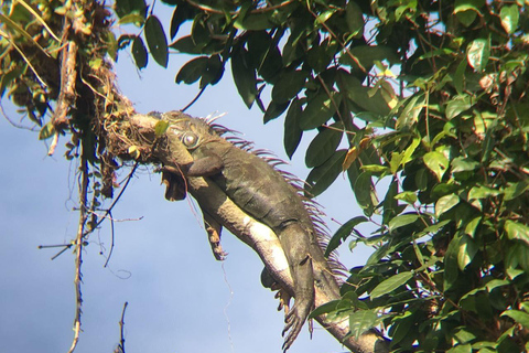 Tortuguero: Passeio de canoa e observação da vida selvagem