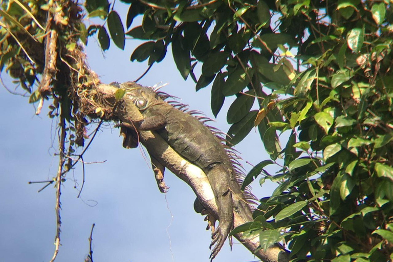 Tortuguero: Kanutour und Wildtierbeobachtung