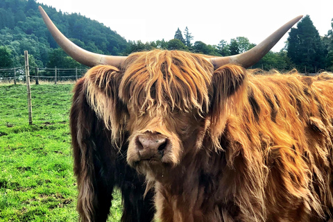 Szkockie wyżyny i bitwa pod Culloden