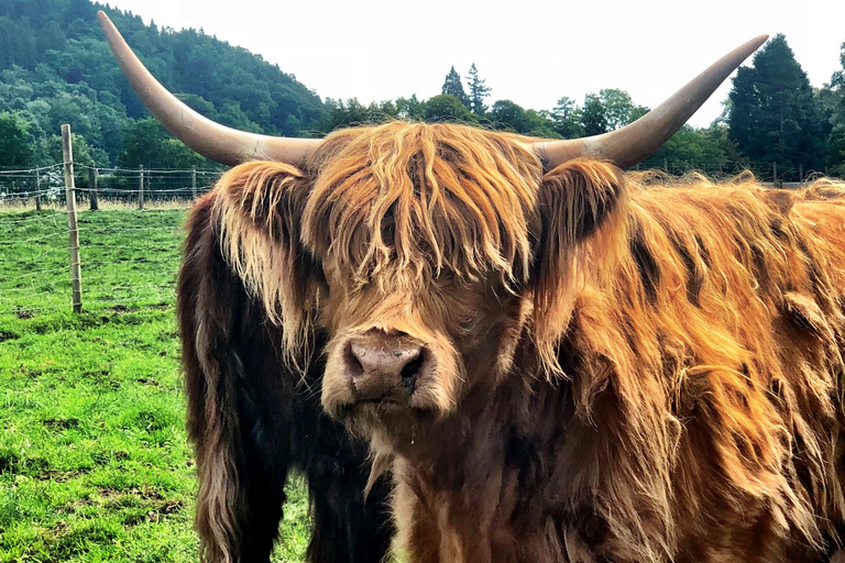 Szkockie wyżyny i bitwa pod Culloden