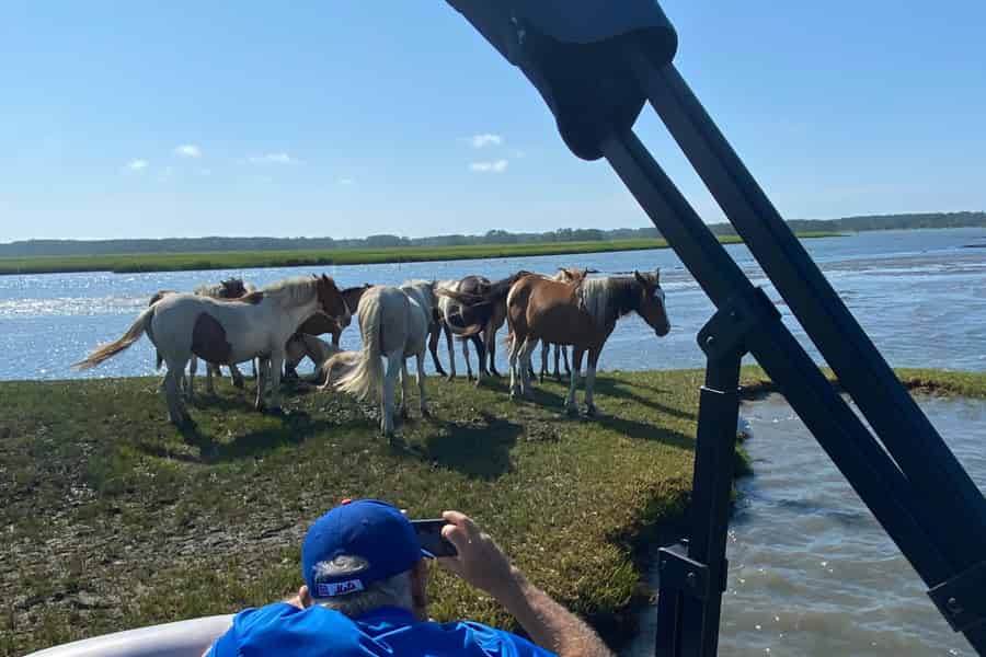 Chincoteague: Premier Pony & Wildlife Bootstour Kleine Gruppe. Foto: GetYourGuide