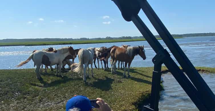 Chincoteague: Premier Pony & Wildlife Small Group Boat Tour