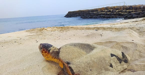 Watch Sea Turtles Nesting – Night Tour on Sal Island