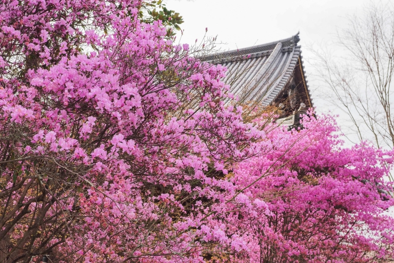 Kyoto: Ninna-ji-Tempel mit Goten-Palast und Garten-TicketOmuro Hana Matsuri (Kirschblütenfest)