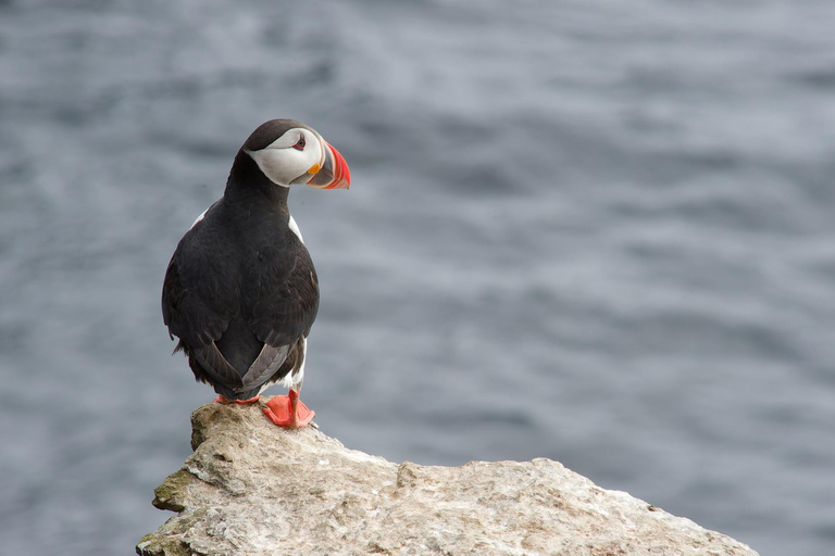 Hauganes: Whale and Puffin Watching Boat Tour