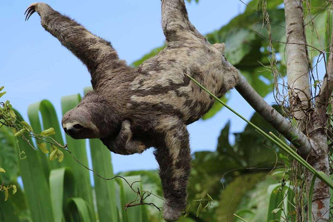 From Cusco: Manu Cultural Zone Tour 3 Days