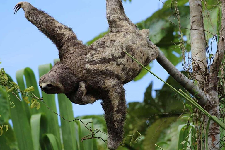 From Cusco: Manu Cultural Zone Tour 3 Days