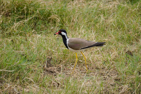 Minneriya: Private Bird Photography Tour with Guide