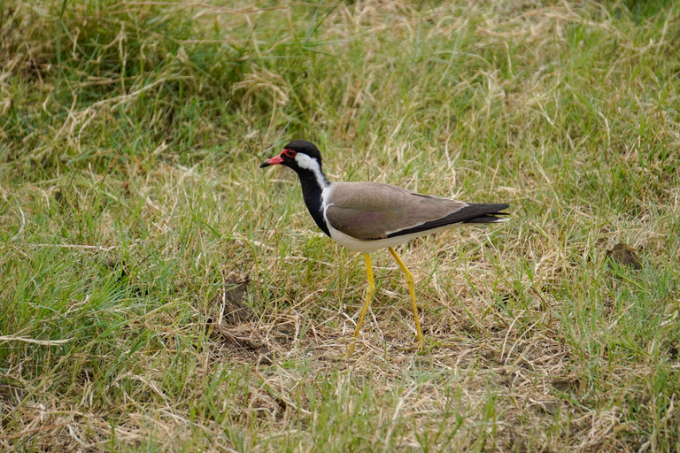 Minneriya: Private Bird Photography Tour with Guide