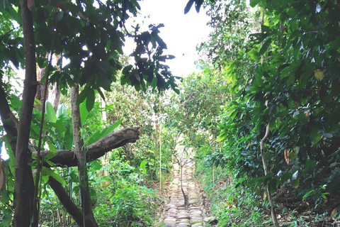 PASSEIO PELA FLORESTA DE CACAU